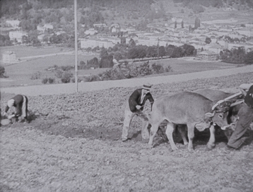 Ernten (Getreide, Buchweizen, Tabak, Kartoffeln) (1935 oder 1936)