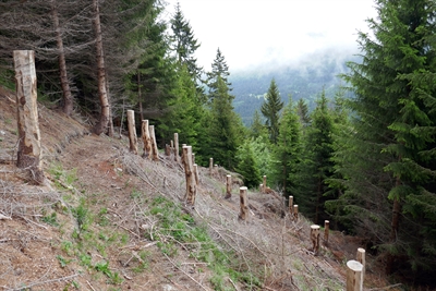 Abschnitt im Wald, bei dem alte Bäume gefällt wurde, um Platz für neue Bäume zu machen