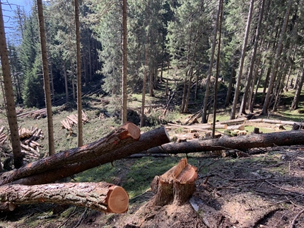 Sammelprojekt Waldbau