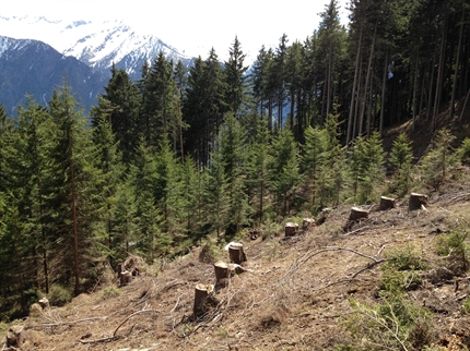 Sammelprojekt Waldbau