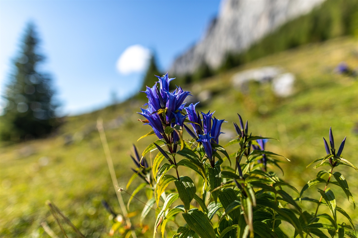 Foto des blauen Enzians im Vordergrund und unscharf im Hintergrund eine Alpwiese