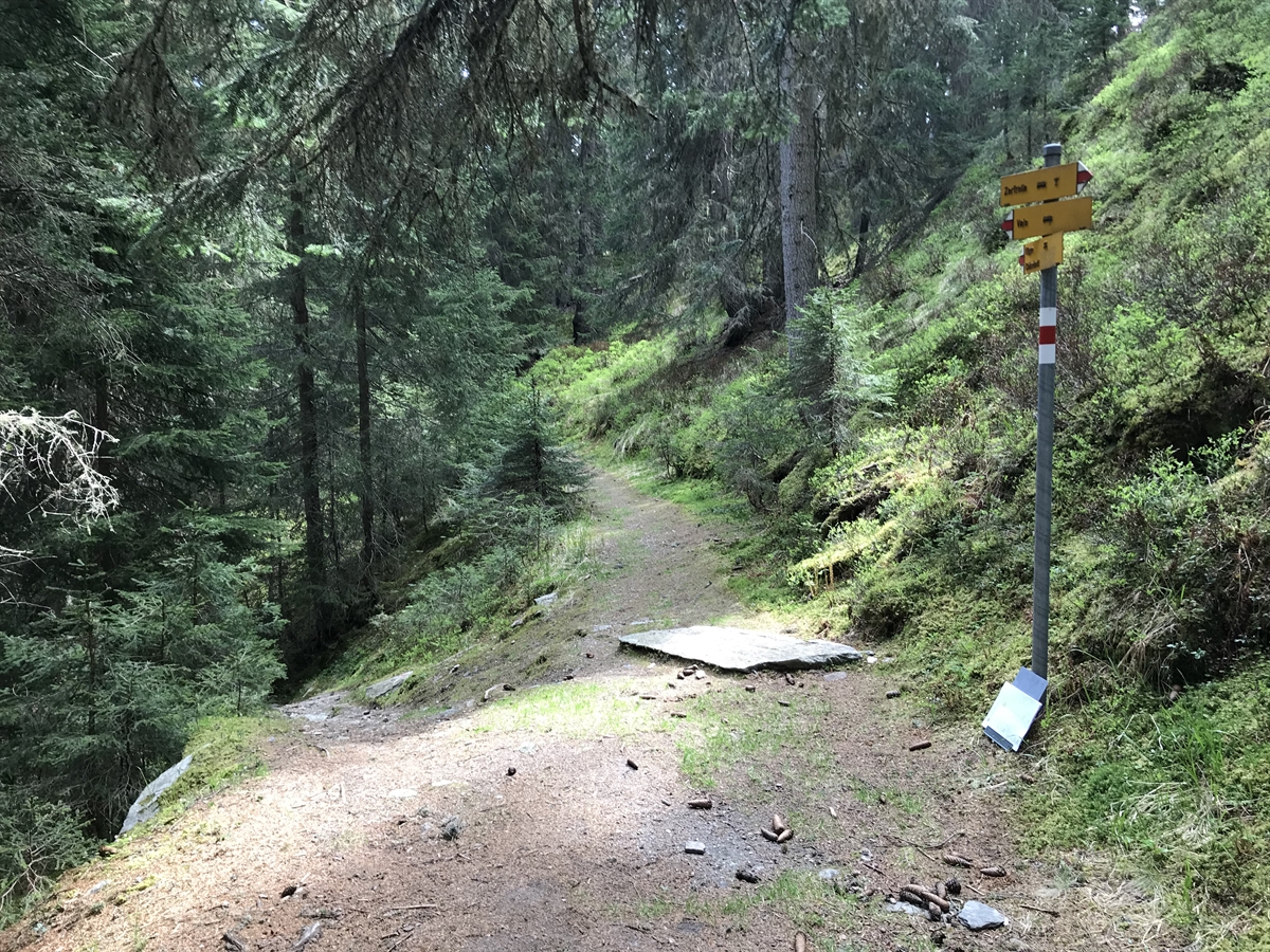 Schutzwald Vals