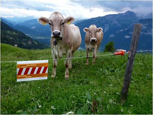 Warnwimpel von graubündenBIKE auf den Bündner Alpen und Weiden sollen für mehr Sicherheit sorgen.