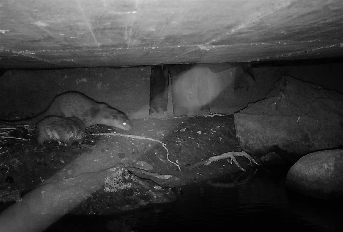 2025 Oberengadin Fischotter-Nachwuchs