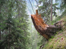 Neues Naturwaldreservat im Safiental