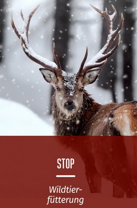 Stop Wildtierfütterung