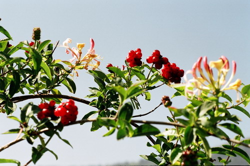 Geissblatt mit Blüten und Früchten