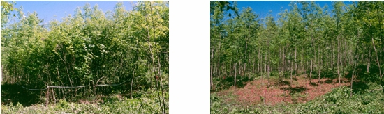 dichter und lockerer Wald, vor und nach dem Pflegeeingriff