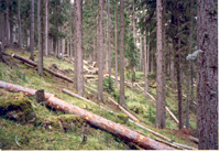 Verjüngungsschlag