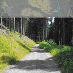Titelbild Waldweg