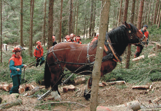 Ein Forstwartlehrling führt das Pferd im Wald