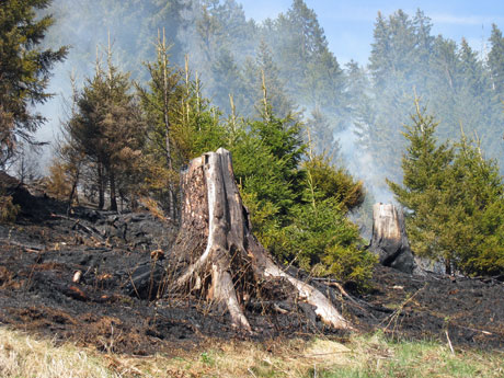Rund zehn Hektaren Jung- und Schutzwald fielen den Flammen zum Opfer