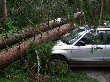 Mehrere Fahrzeuge wurden durch umstürzende Bäume beschädigt