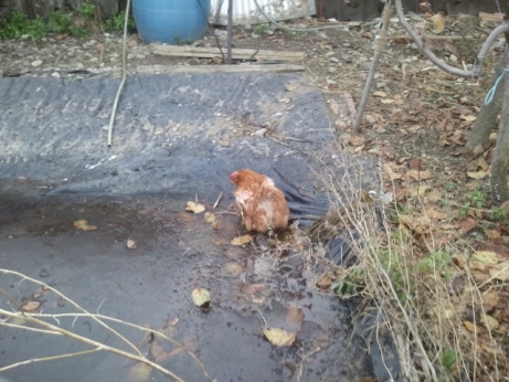 Das Huhn sitzte im Teich fest
