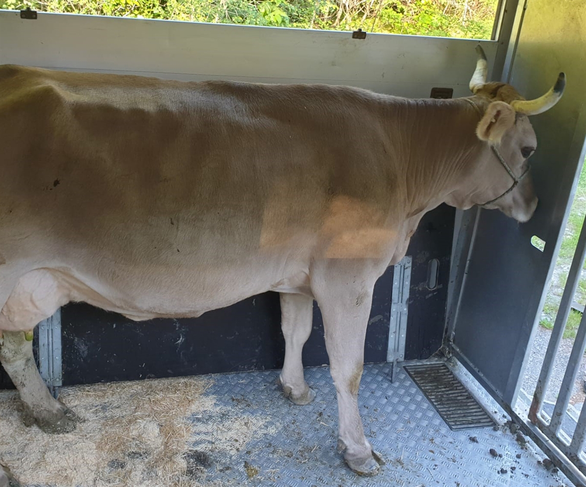 Vom Tierarzt begutachtete Kuh im Transportanhänger