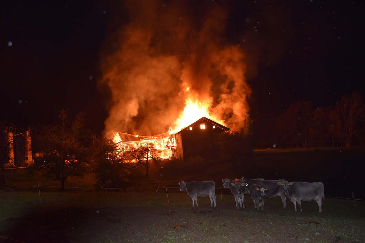 Kühe auf der Weide vor brennendem Stall