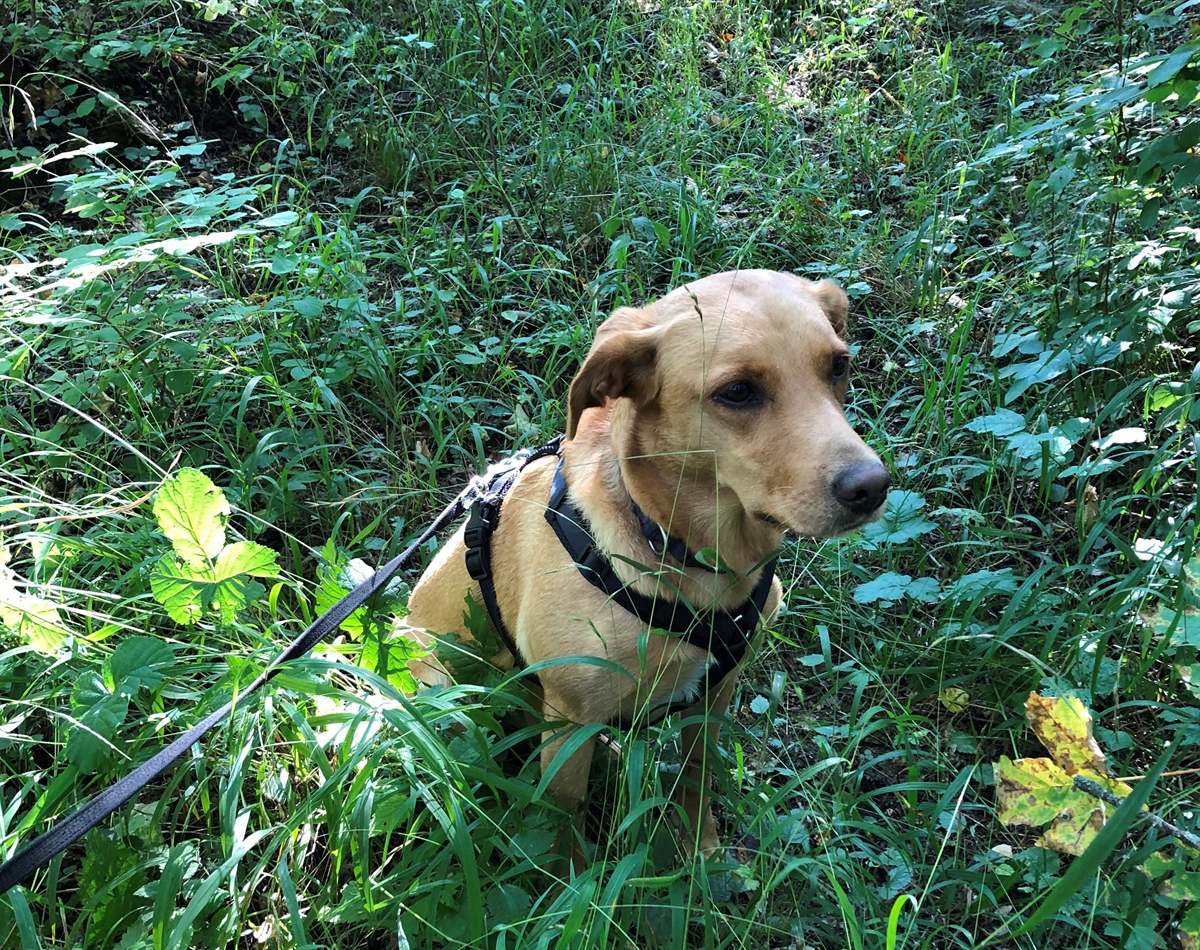 Die beige 4-jährige Labradorhündin sitzt stolz im bewaldeten Gras.