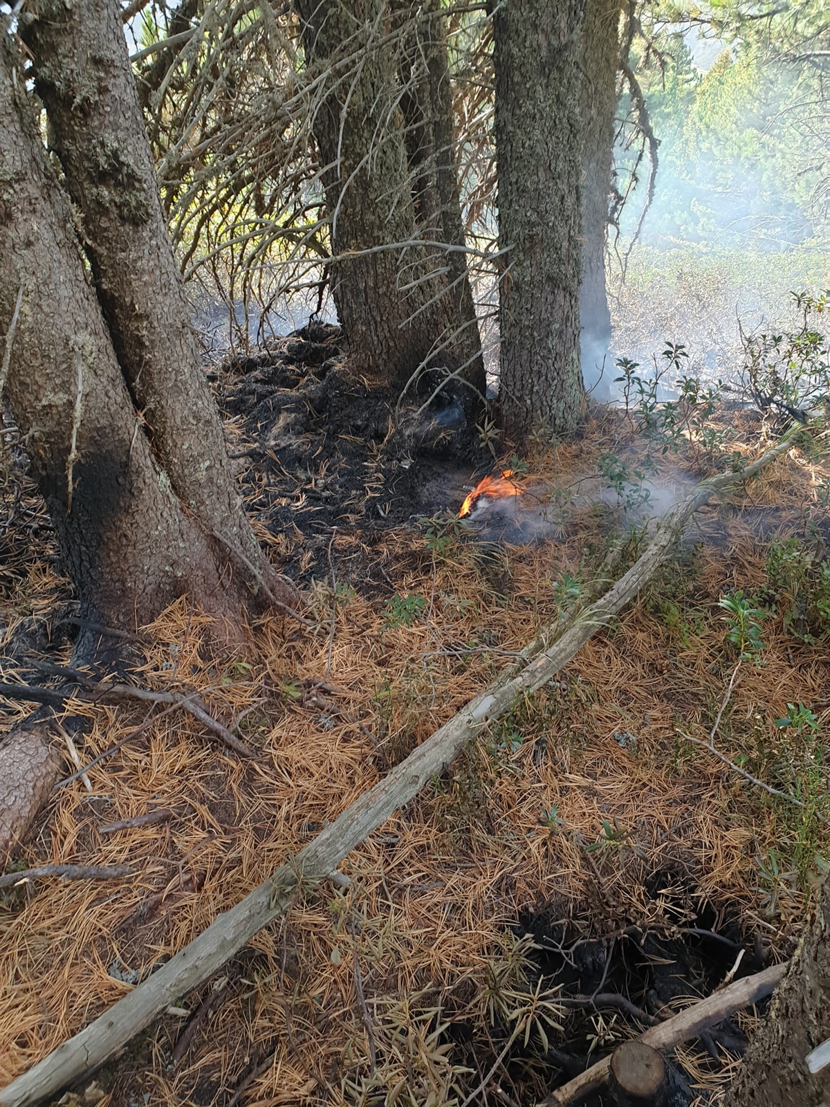 Waldboden und Rottannen durch Mottbrand beschädigt.