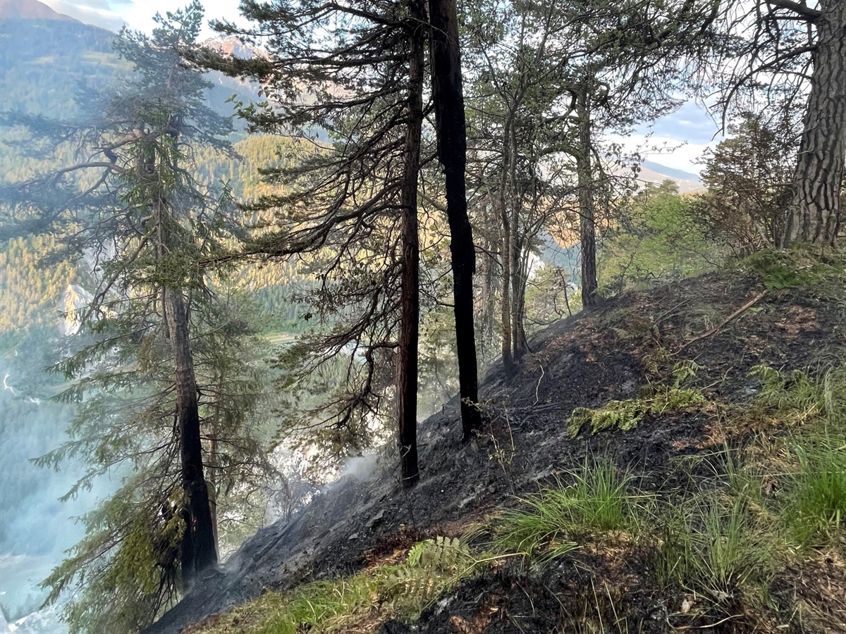 Bewaldete nach links abfallende Wiese mit verbranntem Erdreich und Bäumen.