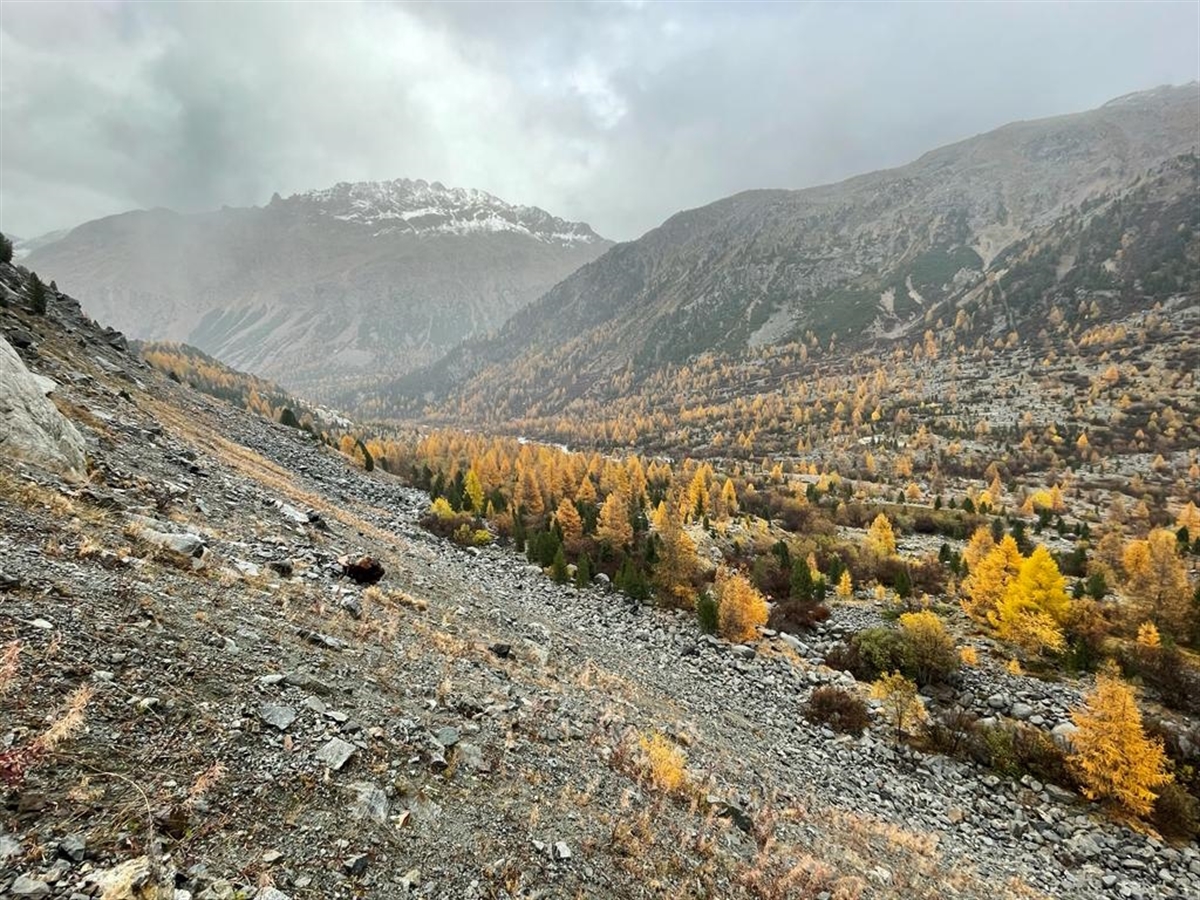 Blick aus der Val Morteratsch mit Moräne und gelben Lärchen