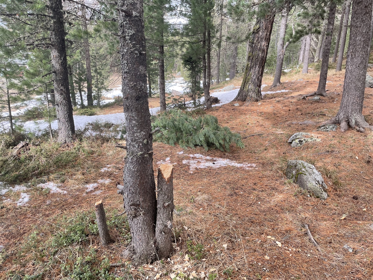 Der Strunk des gefällten Baumes