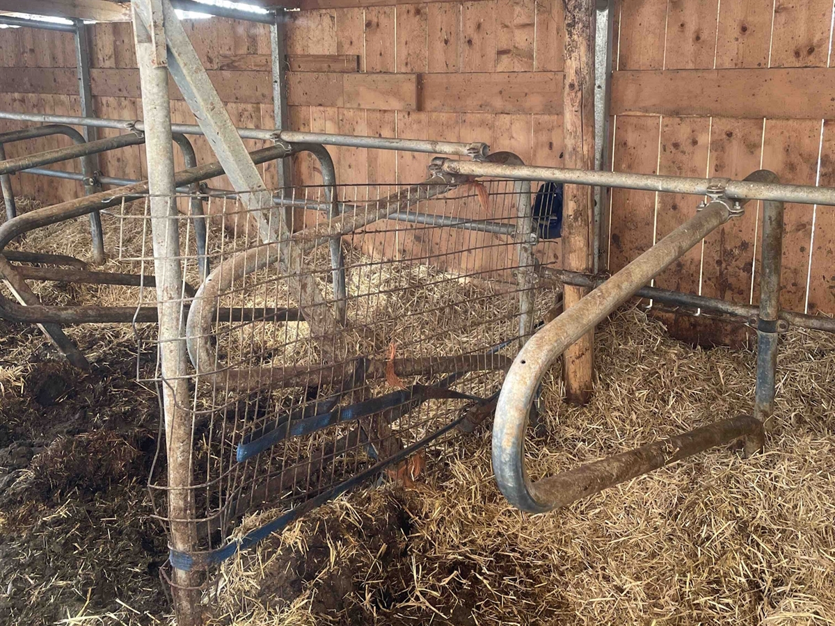Die Metallabtrennungen im Freilaufstall. Der Boden ist mit Stroh und Mist belegt. Hinter den Abtrennungen schliesst eine Bretterwand den Stall ab.
