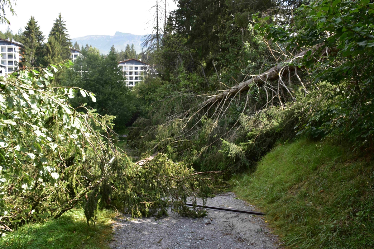 Umgeworfene Fichten auf dem Wanderweg in Laax
