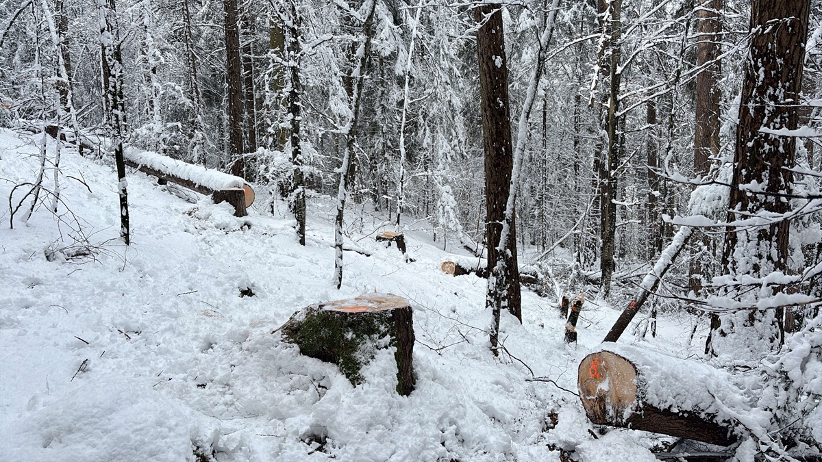 gefällte Bäume in einem verschneiten Waldabschnitt