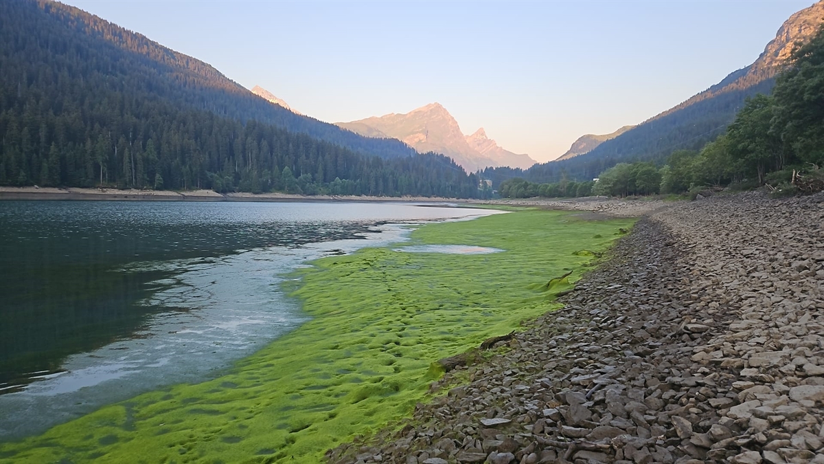 Seeufer mit hellgrünen Pflanzen, Berge im Hintergrund