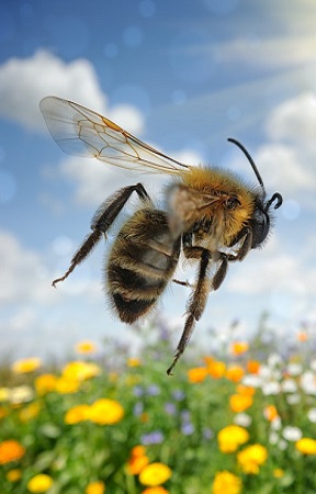 Frühling Biene