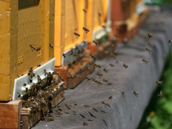 Begrüssungsbild Frühling Bienen