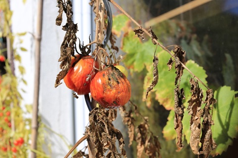 Alternariatoxine in Tomaten und Paprika