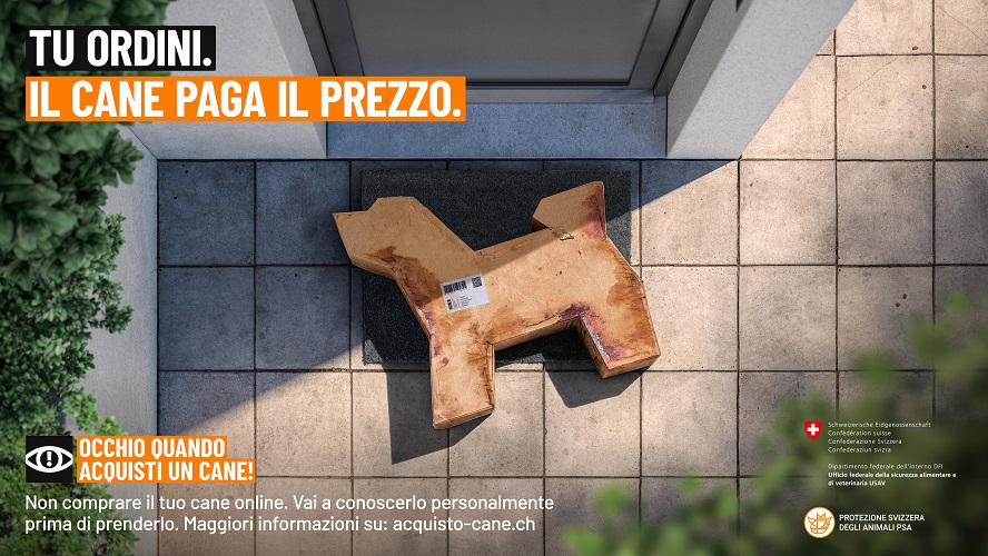 Acquisto di un cane - conoscere il cane prima di comprarlo