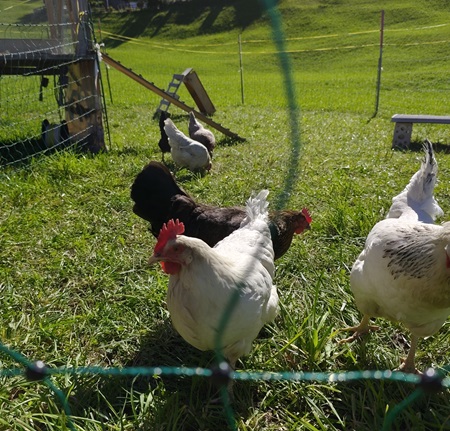 Hühner im Freilauf