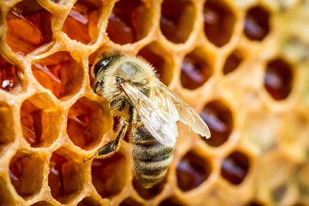 Honig aus heimischer Imkerei