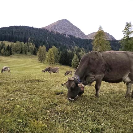 BVD-Ausrottung - Start zur zweiten Hälfte der Übergangsphase