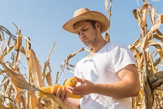 Gentechnisch veränderte Lebensmittel aus Mais