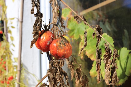 Schimmelpilzgifte in Tomatenprodukten nachgewiesen