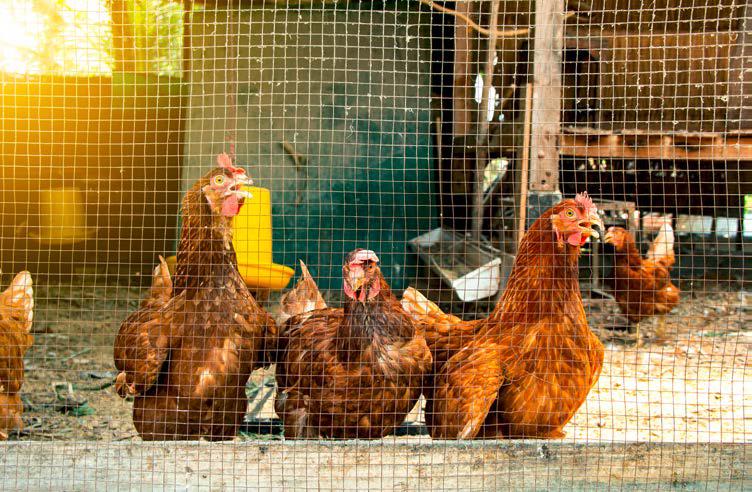 Vogelgrippe - Einschränkende Massnahmen für alle Geflügelhalter