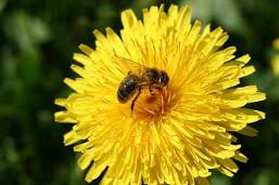 Bienen