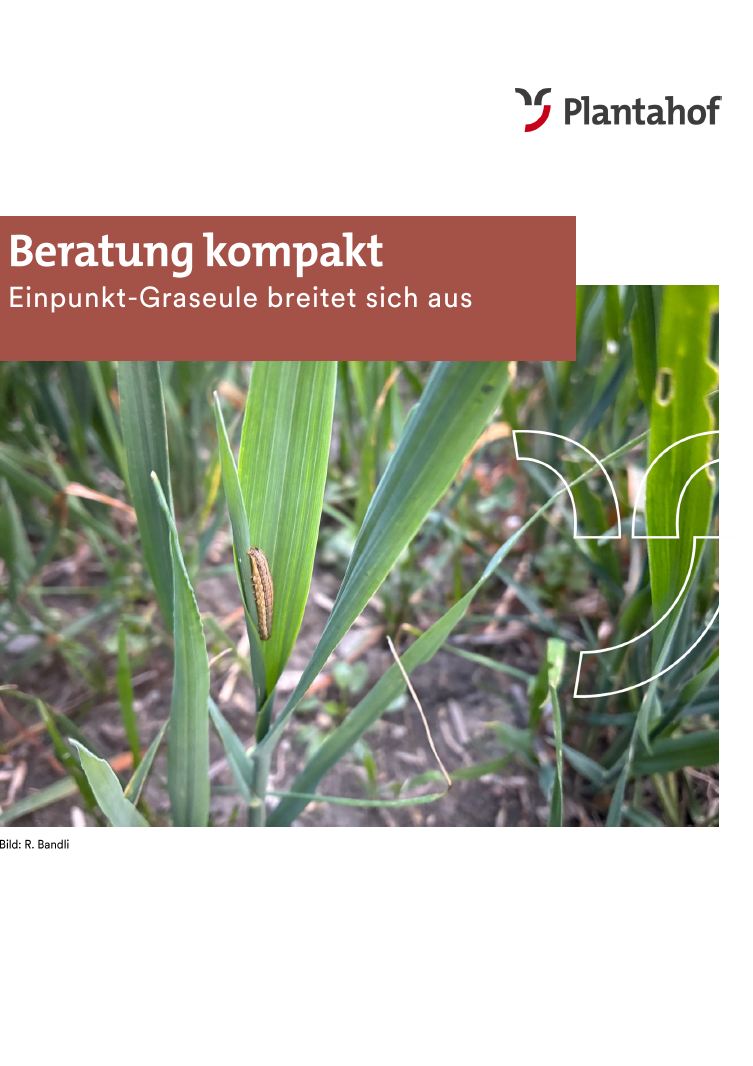 Beratung kompakt - Einpunkt-Graseule