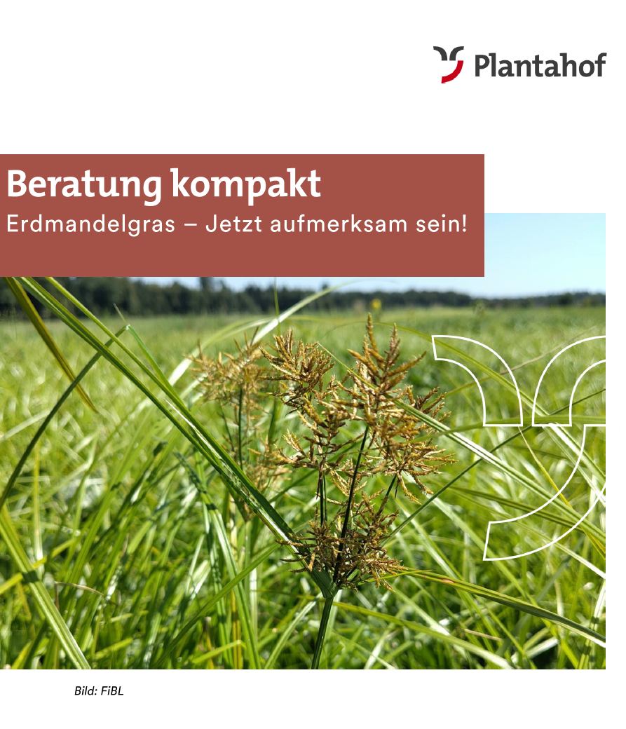 Beratung kompakt - Erdmandelgras