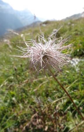 Alpine Blume