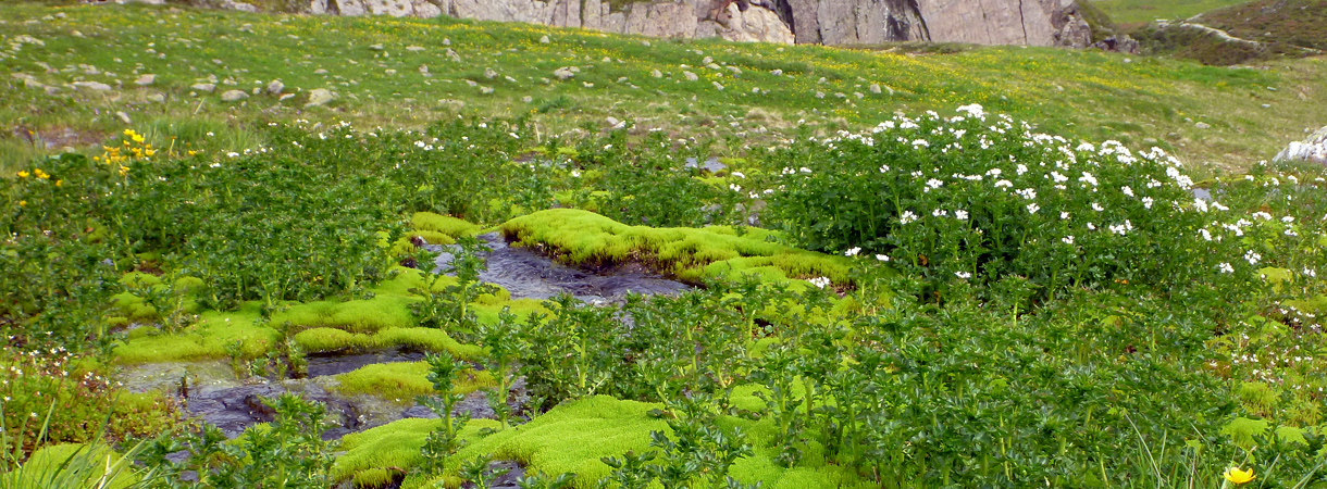 Quell-Landschaft mit verschiedenen Gräsern, Moosen und Flechten