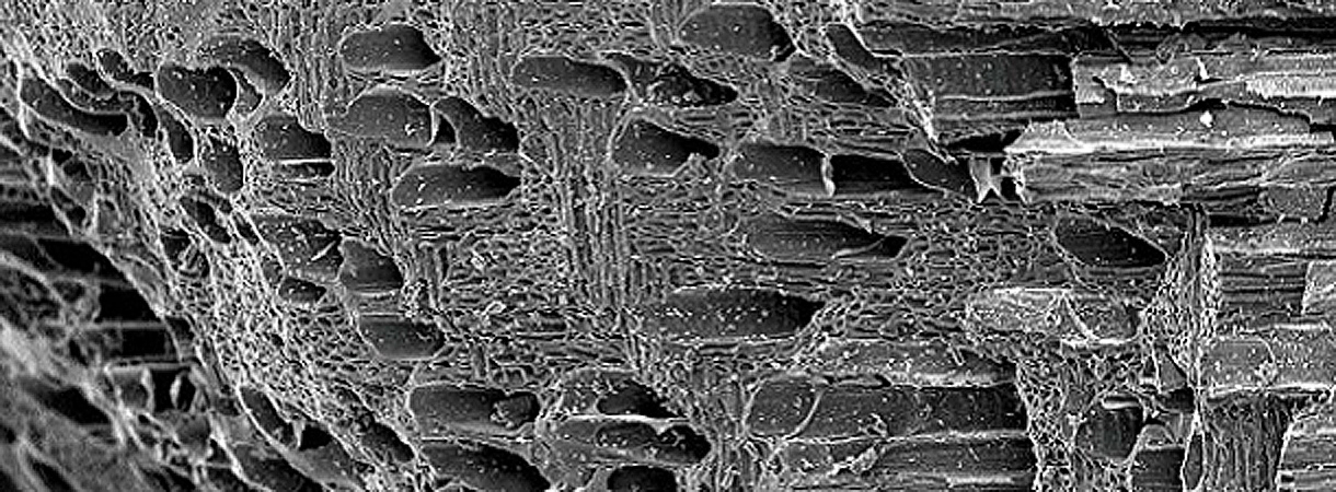 Mikroskopische Struktur Holzkohle