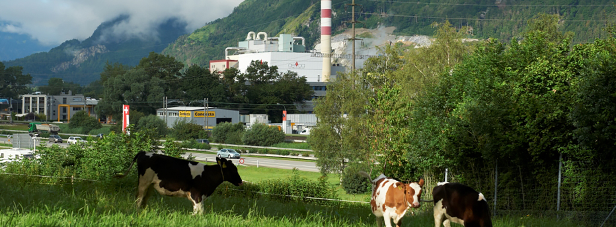 Kühe auf Weide vor Industriegebäude