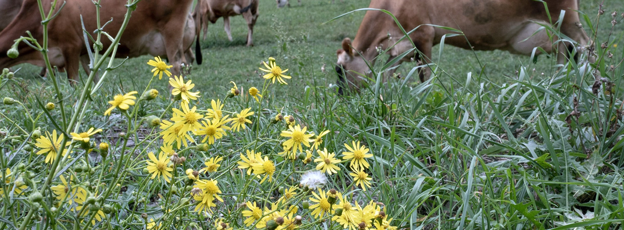 Weidende Kühe auf Weide mit Schmalblättrigem Greiskraut