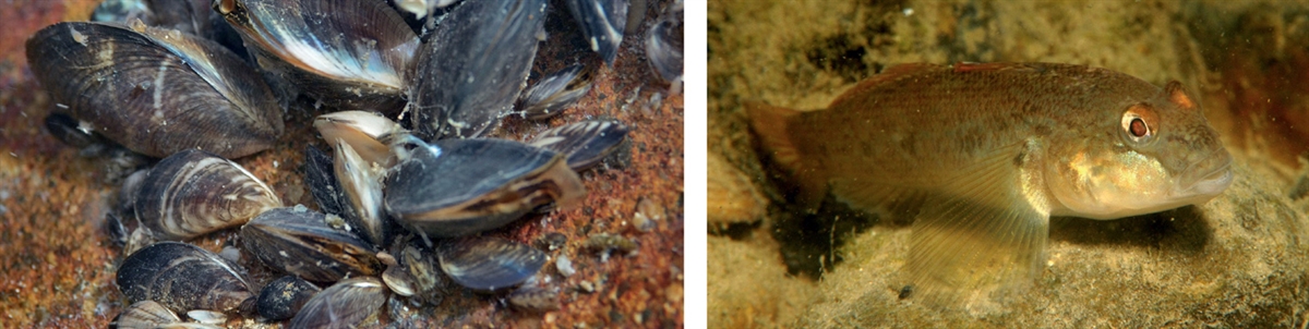 Körbchen- oder Quaggmuschel und Schwarzmundgrundel, zwei Beispiele invasiver gebietsfremder Arten
