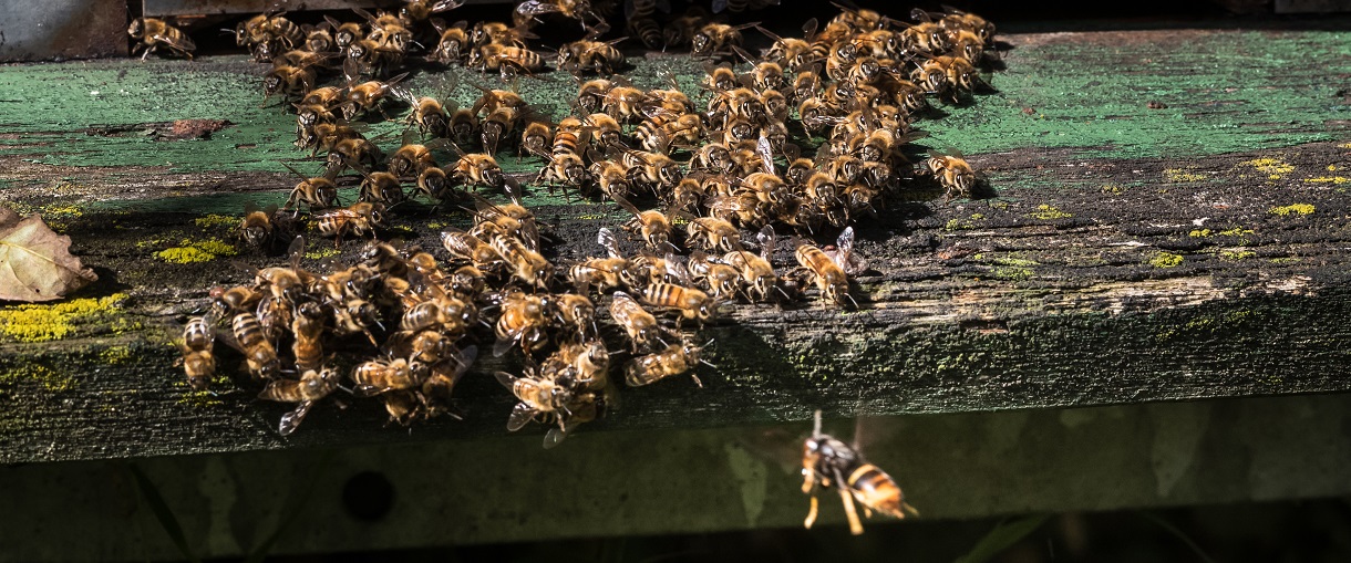 Asiatische Hornissen