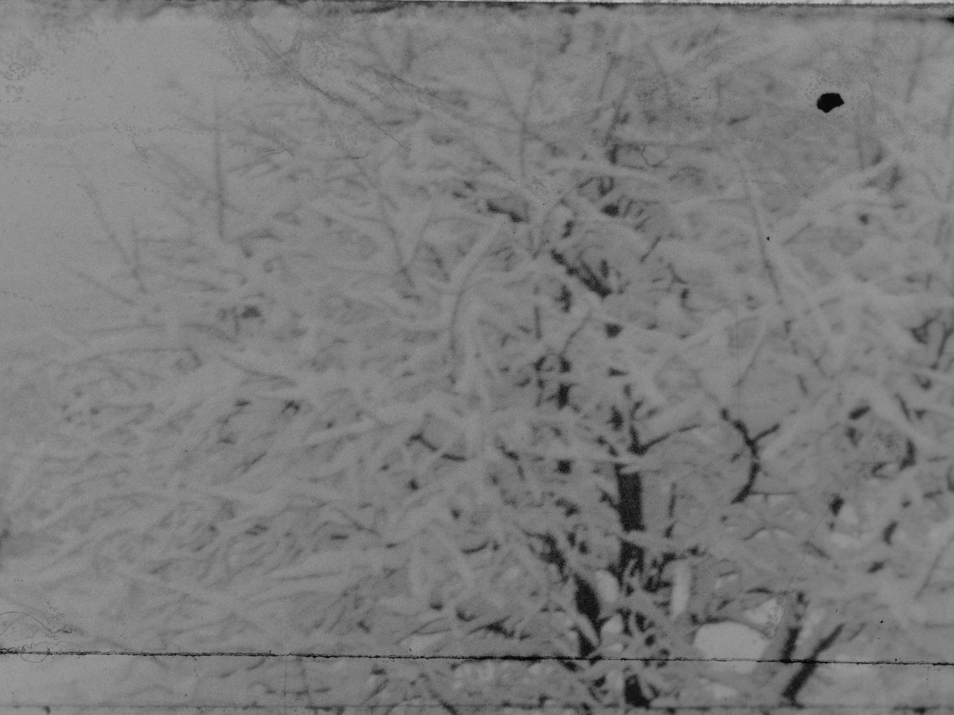 Schnee in Arlesheim 10.3.1932 (1932)